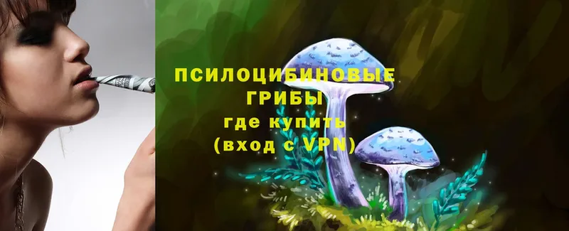 купить  цена  Клин  Псилоцибиновые грибы Cubensis 